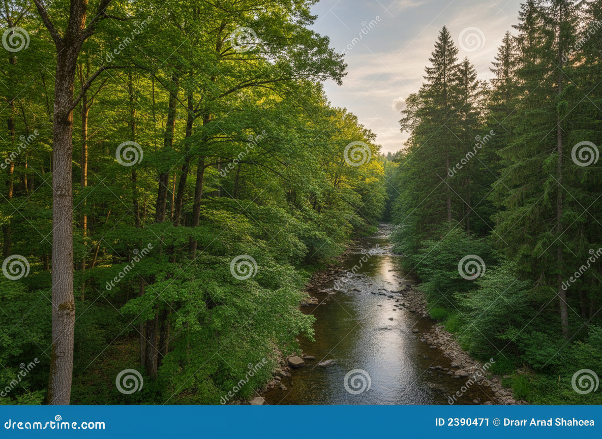 A sweeping panoramic view of a lush, mixed forest meeting a clear, winding river, symbolizing the richness of Earth’s ecosystems. Towering deciduous trees with vibrant green canopies stand beside darker conifers, their trunks textured with detailed bark. The river’s surface reflects the sky in shimmering blues and silvers, with rounded stones visible beneath the water near the shore. Soft late-afternoon sunlight filters through thin clouds, creating gentle highlights on leaves and faint shadows on the forest floor. Photographed from an elevated, slightly wide-angle perspective with sharp focus throughout, the composition follows the river along the rule of thirds. The atmosphere is calm, contemplative, and professional, evoking respect for the environment and inviting thoughtful reflection, in clean, photographic realism.